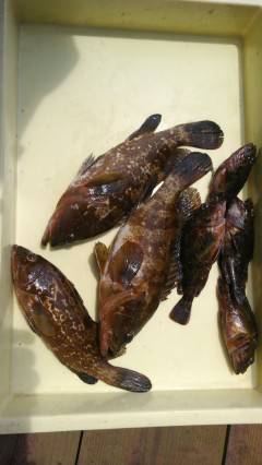 岸和田一文字　ウキ釣りでアコウ＆ガシラの釣…