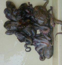 【5日】岸和田アリアのタコ釣り情報★