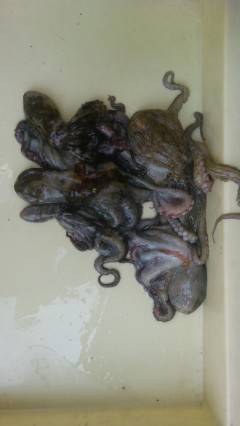 【5日】岸和田アリアのタコ釣り情報★