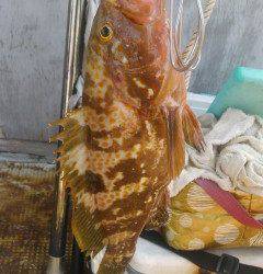 35cmのアコウも釣れました in 沖の北