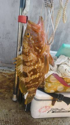 35cmのアコウも釣れました in 沖の北…