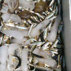 【たくさん釣れました】旧の赤灯台で小アジ12センチ前後