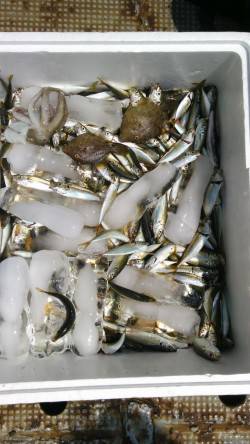 【たくさん釣れました】旧の赤灯台で小アジ1…