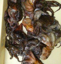 岸和田、今日のタコ情報