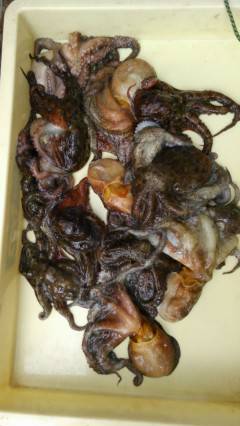 岸和田、今日のタコ情報