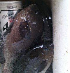 沖の北でグレ4匹