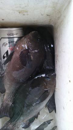 沖の北でグレ4匹