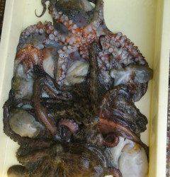 11日：岸和田一文字もタコ釣り情報♪