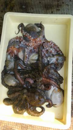 11日：岸和田一文字もタコ釣り情報♪