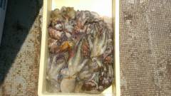 11日：岸和田一文字もタコ釣り情報♪