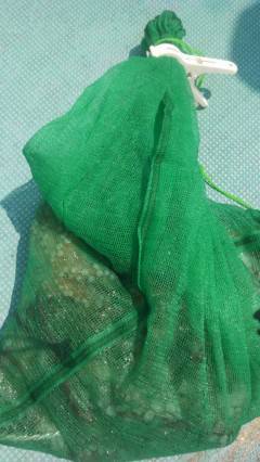 沖の3番、壁ぎわ・中層でタコをキャッチ！