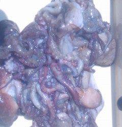 沖の3番、壁ぎわ・中層でタコをキャッチ！