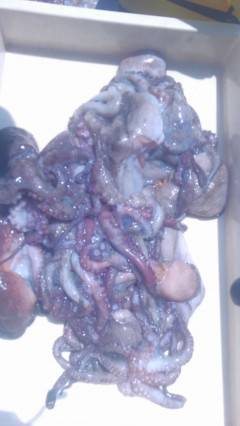 沖の3番、壁ぎわ・中層でタコをキャッチ！