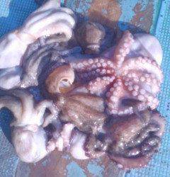 岸和田一文字　朝方もタコ好調