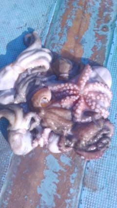 岸和田一文字　朝方もタコ好調