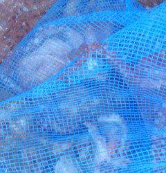 岸和田一文字　朝方もタコ好調