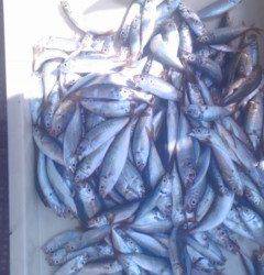 岸和田一文字　サビキのアジも好調です