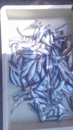 岸和田一文字　サビキのアジも好調です