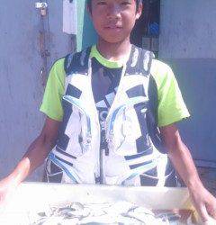 岸和田一文字　サビキのアジも好調です