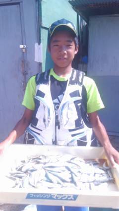 岸和田一文字　サビキのアジも好調です