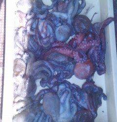 岸和田一文字　タコ数釣り継続中