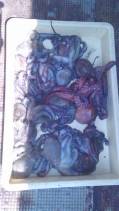 岸和田一文字　タコ数釣り継続中