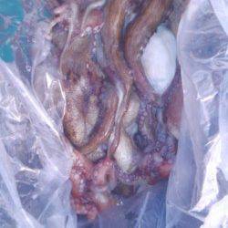 岸和田一文字　タコの釣果も続いてます☆