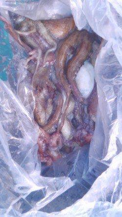 岸和田一文字　タコの釣果も続いてます☆