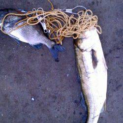 岸和田一文字　シラサのウキ釣りでスズキ＆チヌ