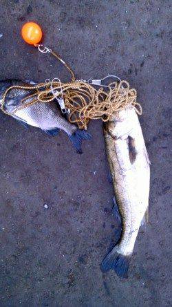 岸和田一文字　シラサのウキ釣りでスズキ＆チヌ