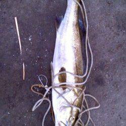 岸和田一文字　シラサのウキ釣りでスズキ＆チヌ