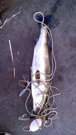 岸和田一文字　シラサのウキ釣りでスズキ＆チヌ