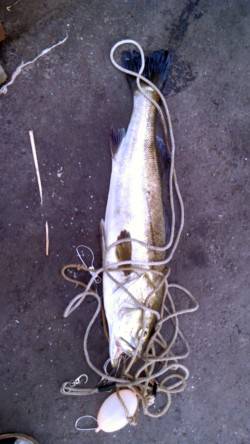 岸和田一文字　シラサのウキ釣りでスズキ＆チ…