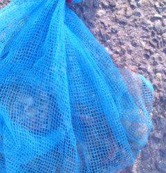 岸和田一文字16日のタコ釣り情報☆