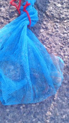 岸和田一文字16日のタコ釣り情報☆