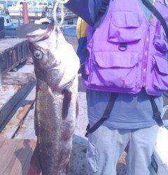 旧の白灯台、ウキ釣りで71cmのスズキＧＥＴ！