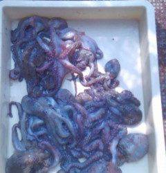 岸和田一文字16日のタコ釣り情報☆