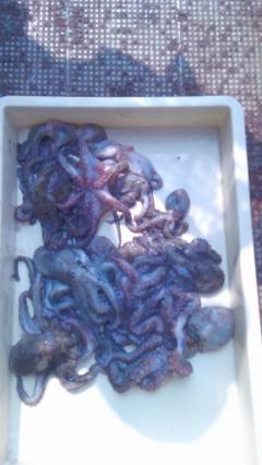 岸和田一文字16日のタコ釣り情報☆