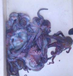 まだまだタコ釣れています！岸和田タコ釣果