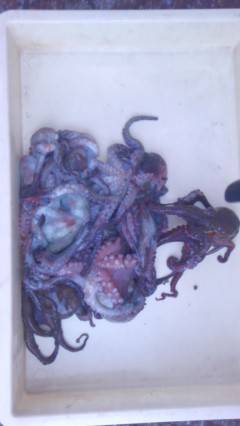 まだまだタコ釣れています！岸和田タコ釣果