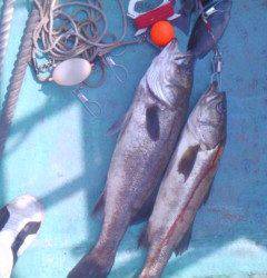 白灯台、浮きサビキでスズキ71センチと65センチ