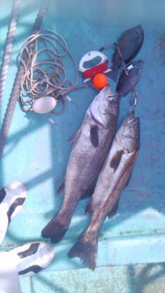 白灯台、浮きサビキでスズキ71センチと65…