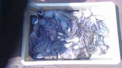 まだまだタコ釣れています！岸和田タコ釣果