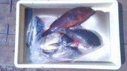 連日、高級魚アコウがあがっています☆