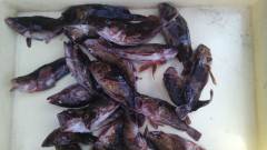 胴つきでガシラ大漁！他タコも