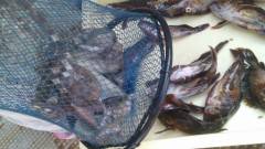 胴つきでガシラ大漁！他タコも