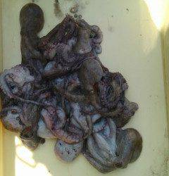 【岸和田、今日のタコ】沖の北で300グラム前後を12ハイ