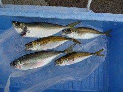 音海大波止　海水浴後にファミリーで楽しむサビキのアジ釣り☆