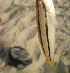 仮屋　SLシンカーのちょい投げでキス〜18cm20匹ベラ10匹の釣果☆