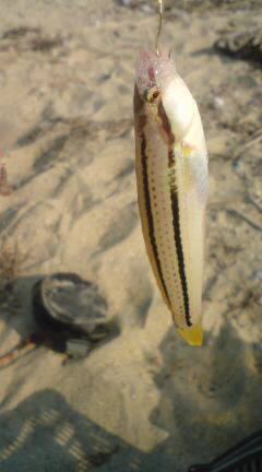 仮屋　SLシンカーのちょい投げでキス〜18cm20匹ベラ10匹の釣果☆